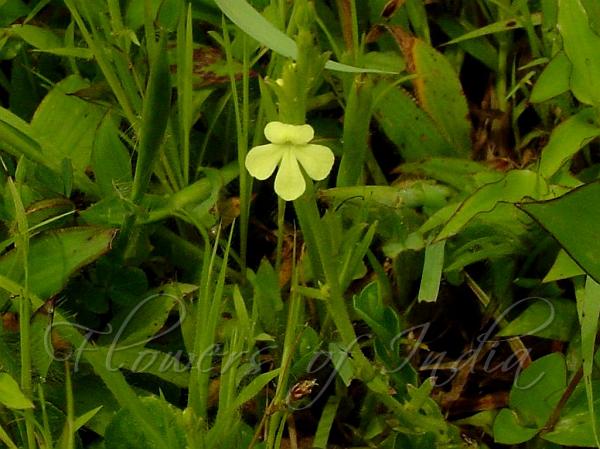 Asiatic Witchweed
